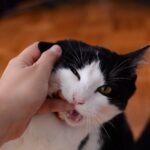 cat biting persons finger