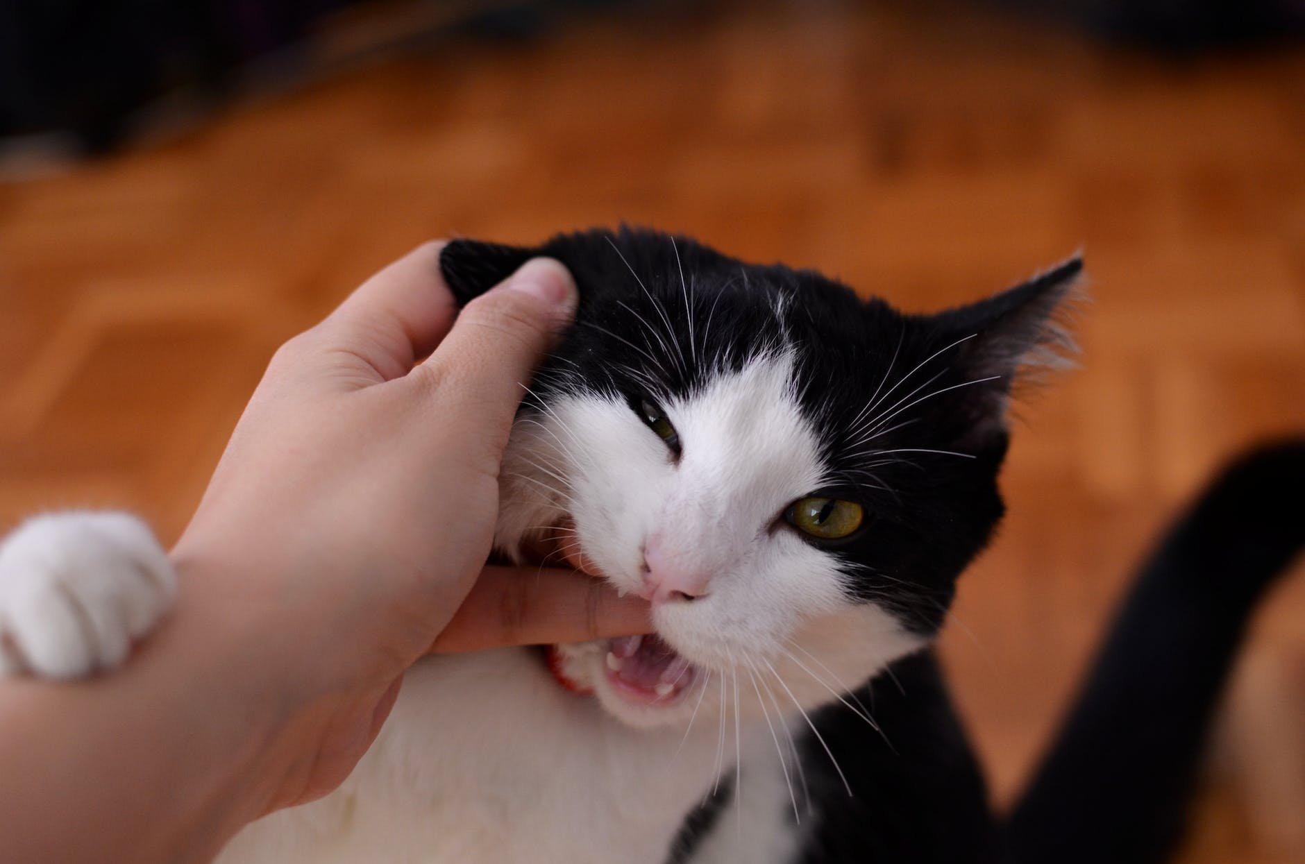 cat biting persons finger