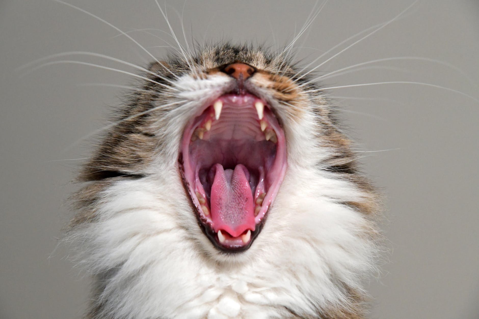 close up photo of yawning cat