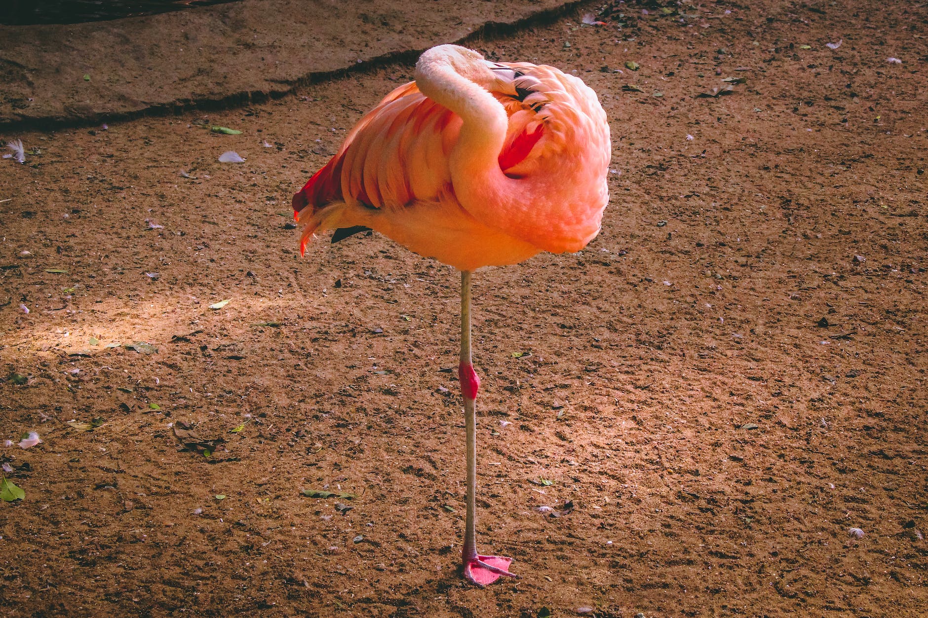 flamingo standing on brown soil