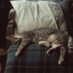 photo of tabby cat sleeping on chair
